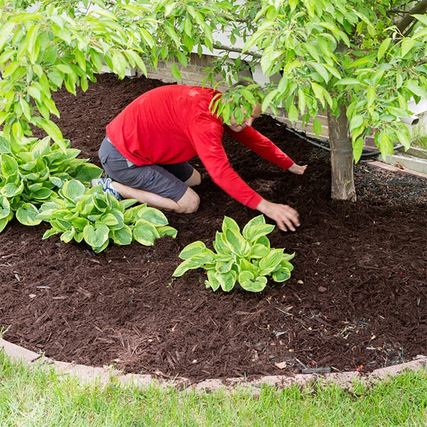 mulch installation helps retain moisture in the soil by reducing evaporation and runoff